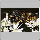Ectemnius lituratus - Grabwespe 11f 8-12mm Paarung - OS-Wallenhorst-Sandgrube.jpg